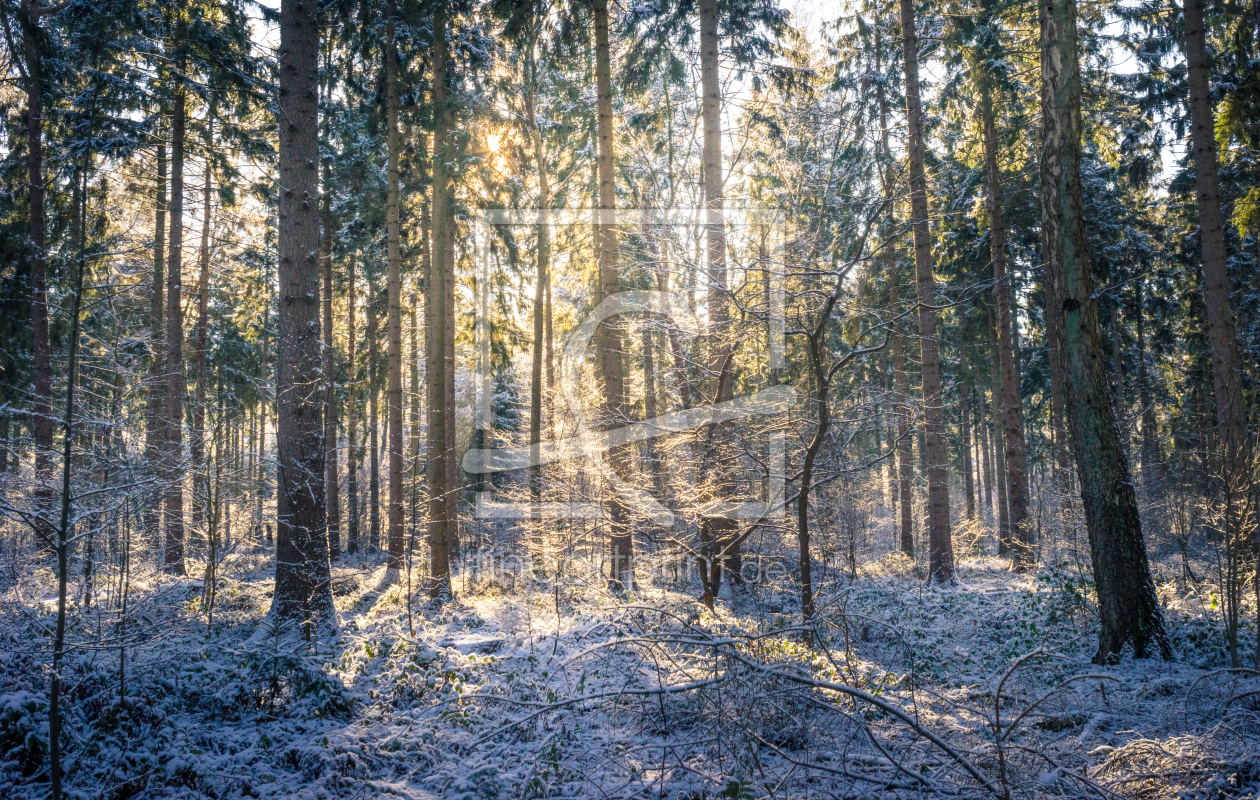 Bild-Nr.: 11710302 Winter im Wald erstellt von Justin-Schuemann