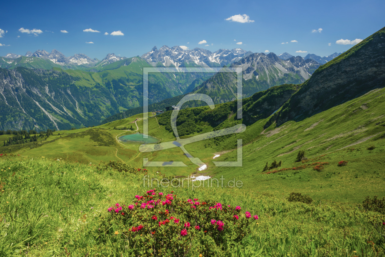 Bild-Nr.: 11711302 Alpenrose erstellt von Walter G. Allgöwer