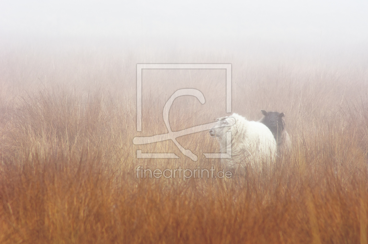 Bild-Nr.: 11711570 Schafe im Nebel erstellt von Angela  Dölling