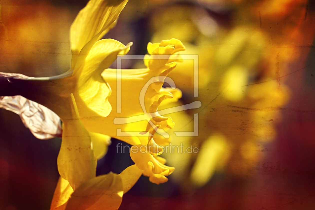 Bild-Nr.: 11712698 Daffodils erstellt von youhaveadream