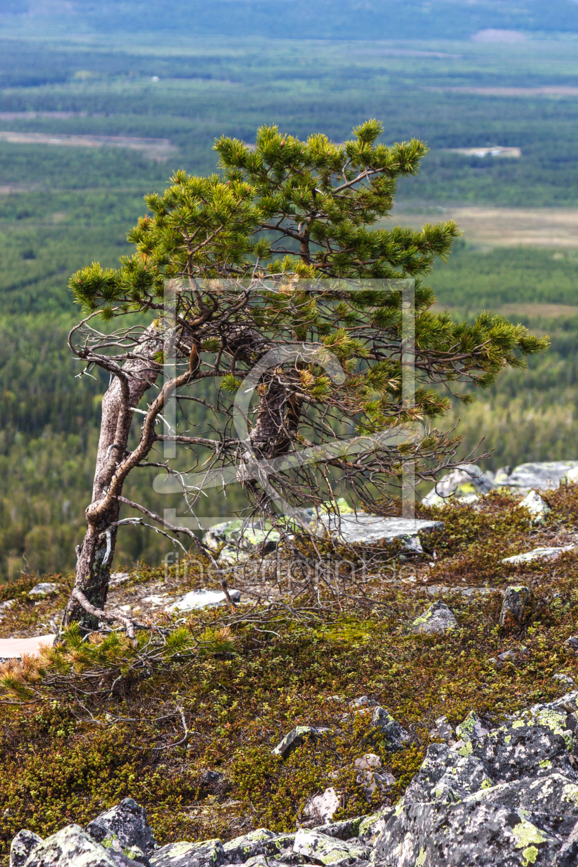 Bild-Nr.: 11713190 Kiefer im  Pyhä-Luosto National Park  - Finnland 2 erstellt von Anja Schäfer