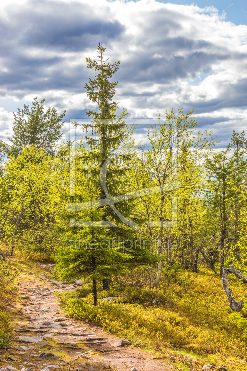 Bild-Nr.: 11713868 Wanderweg im Pyhä-Luosto National Park - Finnland 3 erstellt von Anja Schäfer