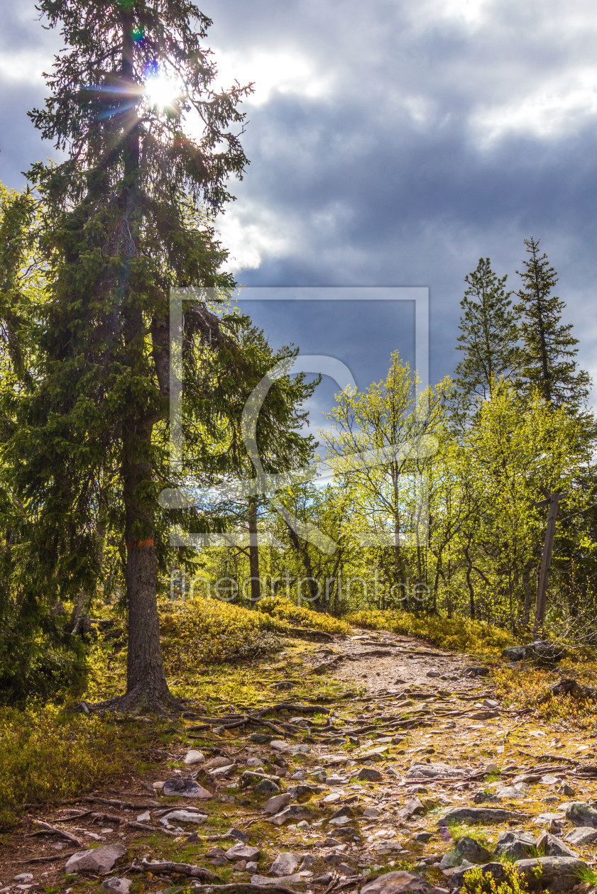Bild-Nr.: 11713870 Wanderweg im Pyhä-Luosto National Park - Finnland erstellt von Anja Schäfer