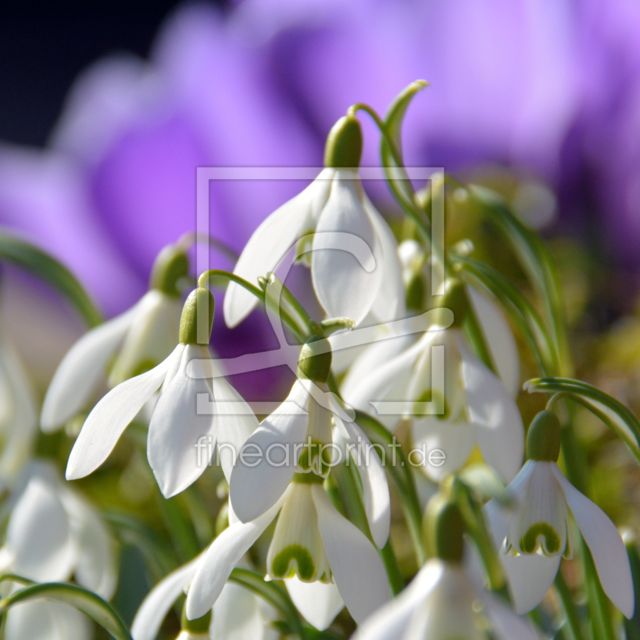 Bild-Nr.: 11714630 Frühlingserwachen Bild-Nr.: 11714630 Frühlingserwachen erstellt von GUGIGEI