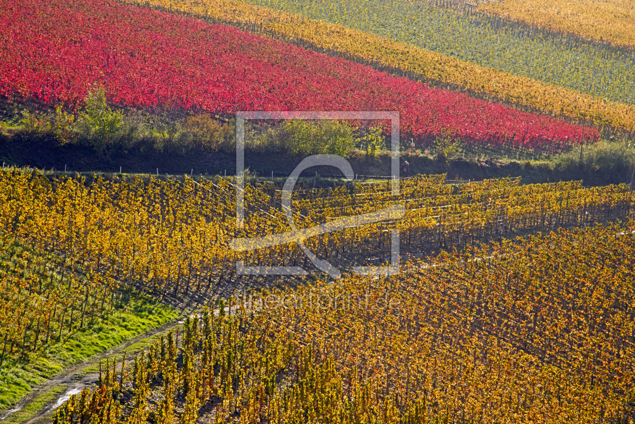 Bild-Nr.: 11714858 Weinanbau erstellt von Walter G. Allgöwer