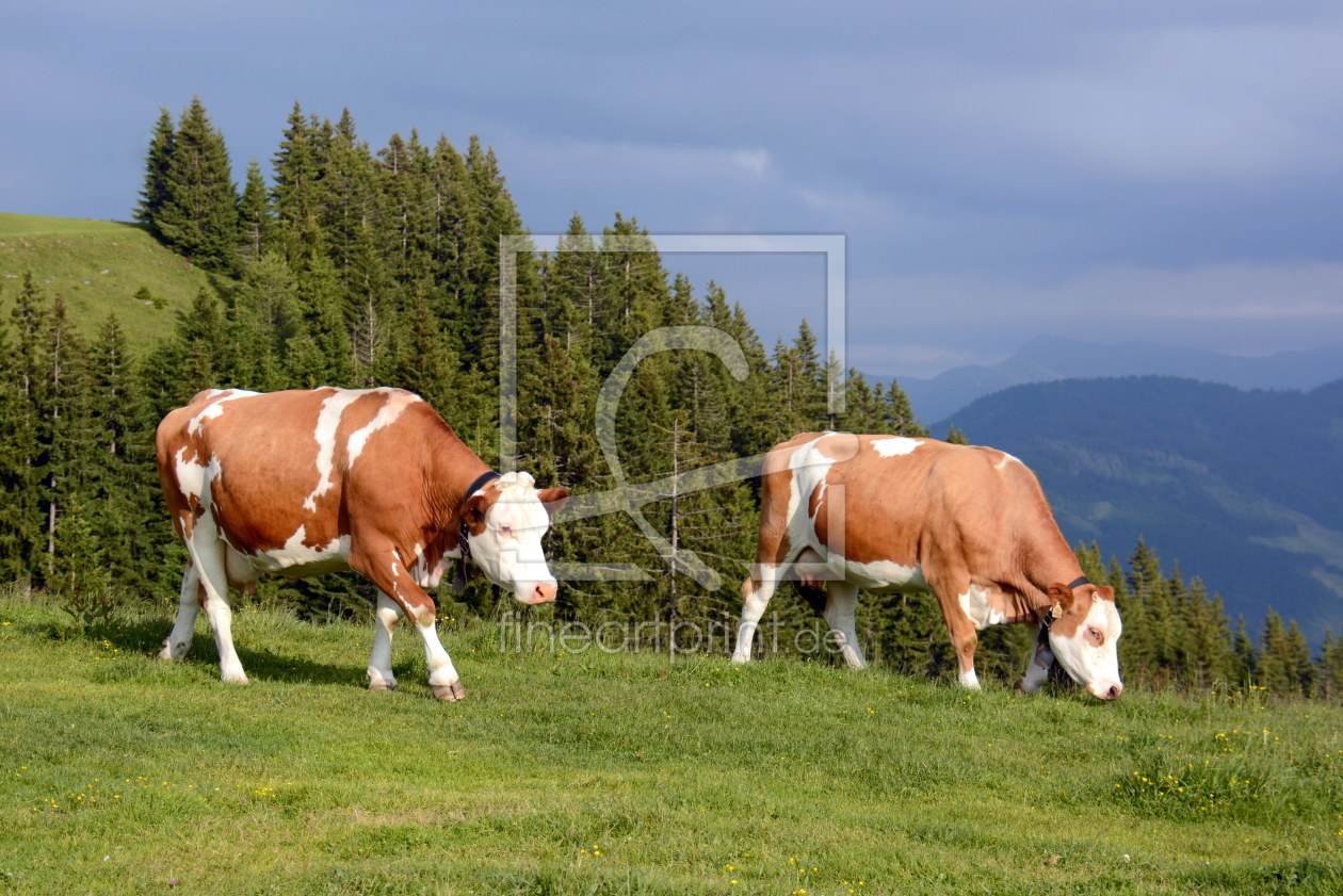 Bild-Nr.: 11714952 .. auf der Alm .. erstellt von GUGIGEI