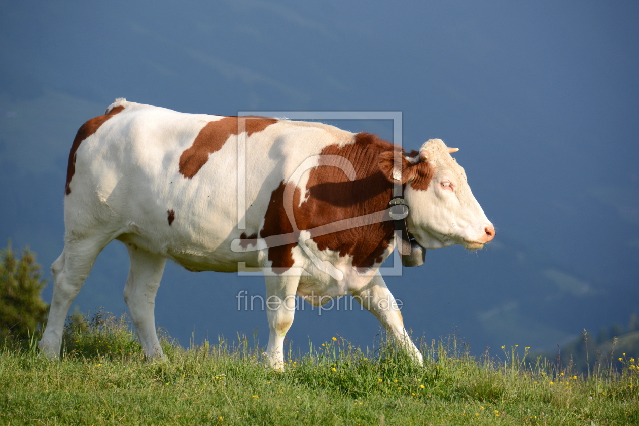 Bild-Nr.: 11714964 .. auf der Alm .. erstellt von GUGIGEI