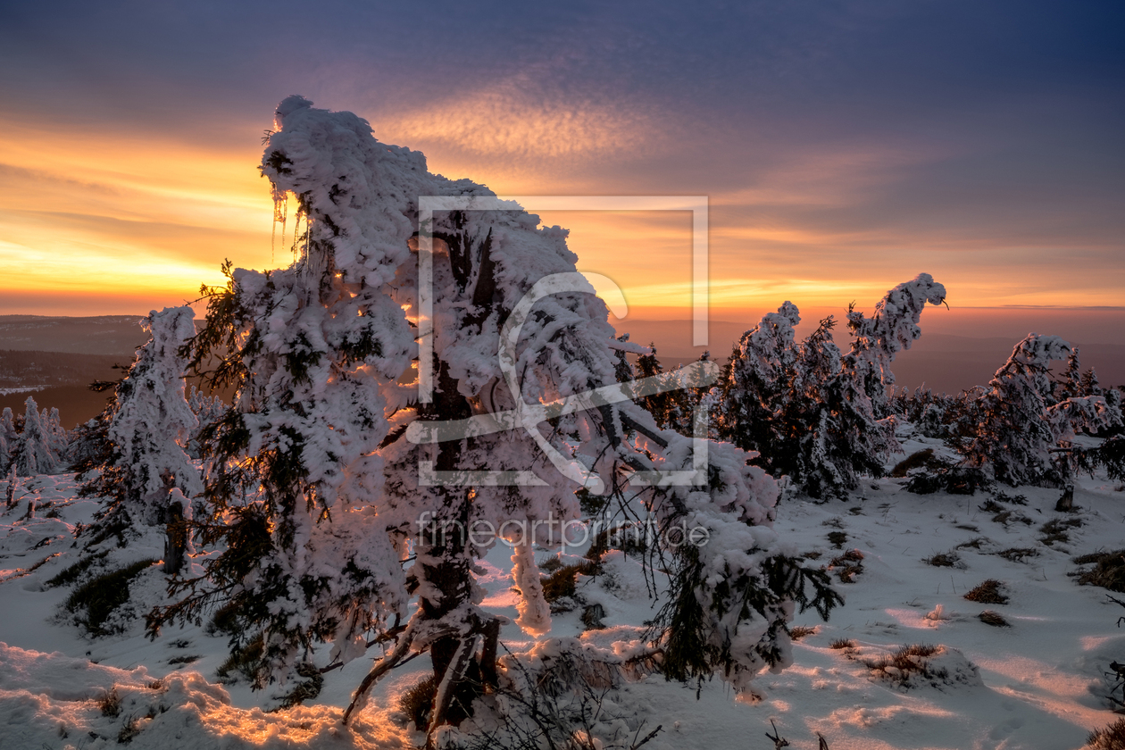 Bild-Nr.: 11717732 Schneebaum erstellt von Steffen Henze