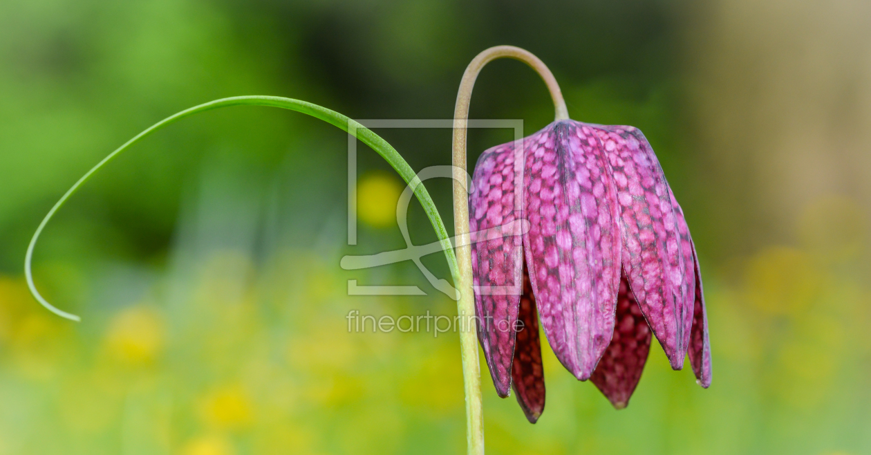 Bild-Nr.: 11718630 Schachbrettblume erstellt von RoLeX