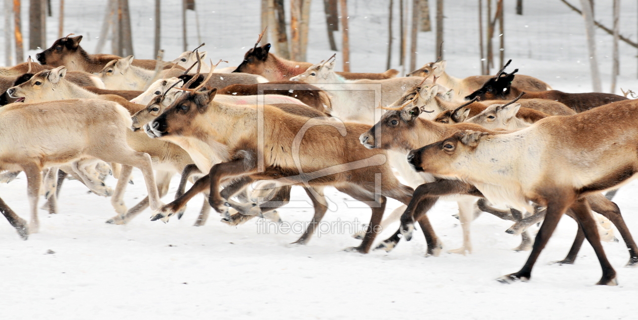 Bild-Nr.: 11726898 Rentierherde im Galopp erstellt von GUGIGEI