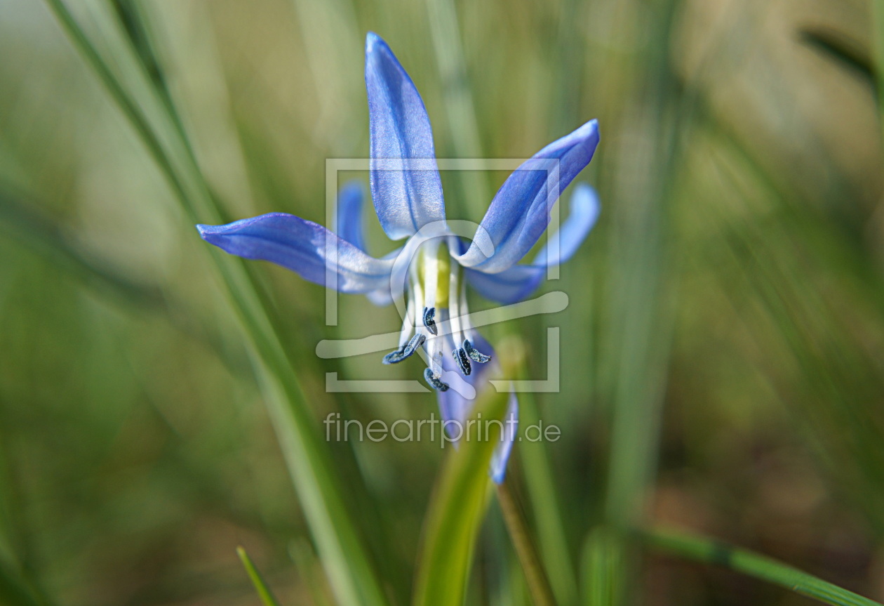 Bild-Nr.: 11728346 Blaues Wiesenwunder erstellt von MoNoir