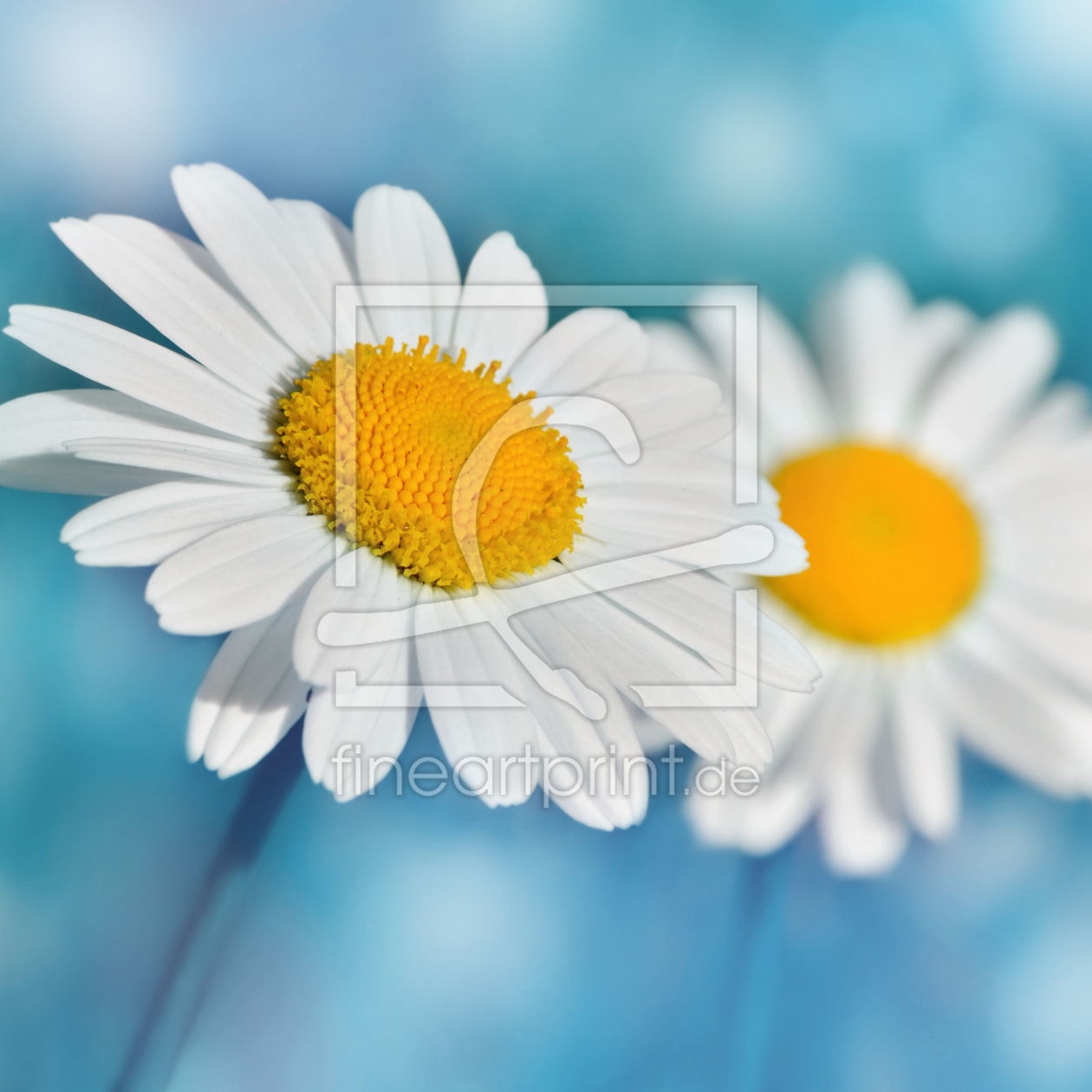 Bild-Nr.: 11728550 Margeriten Bild-Nr.: 11728550 Margeriten erstellt von Atteloi