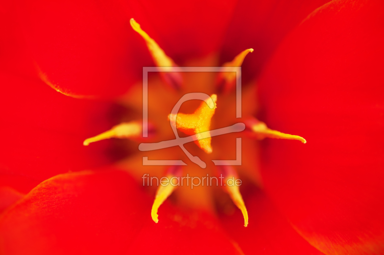 Bild-Nr.: 11729210 Tulip erstellt von spima
