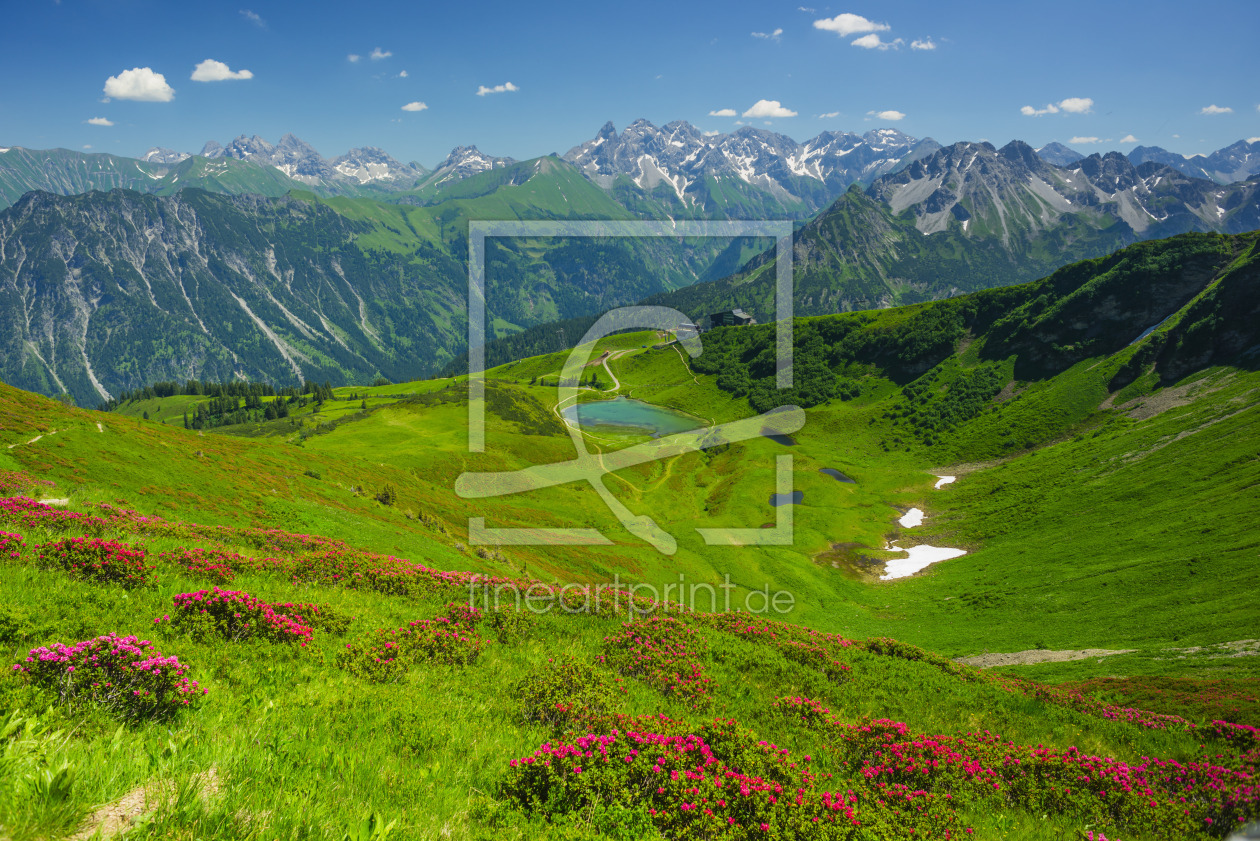 Bild-Nr.: 11729226 Alpenrosenblüte erstellt von Walter G. Allgöwer