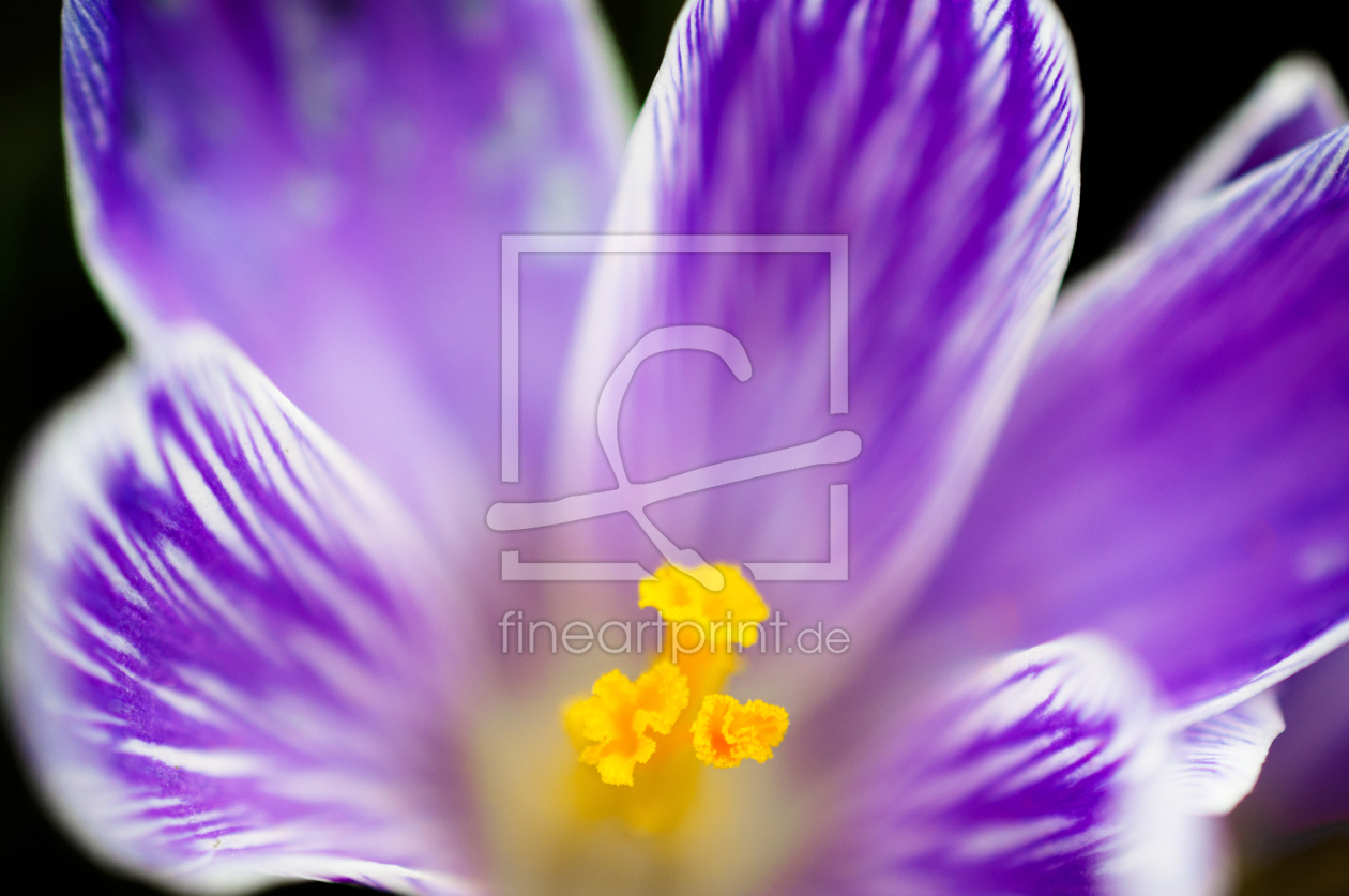 Bild-Nr.: 11729294 Crocus erstellt von spima