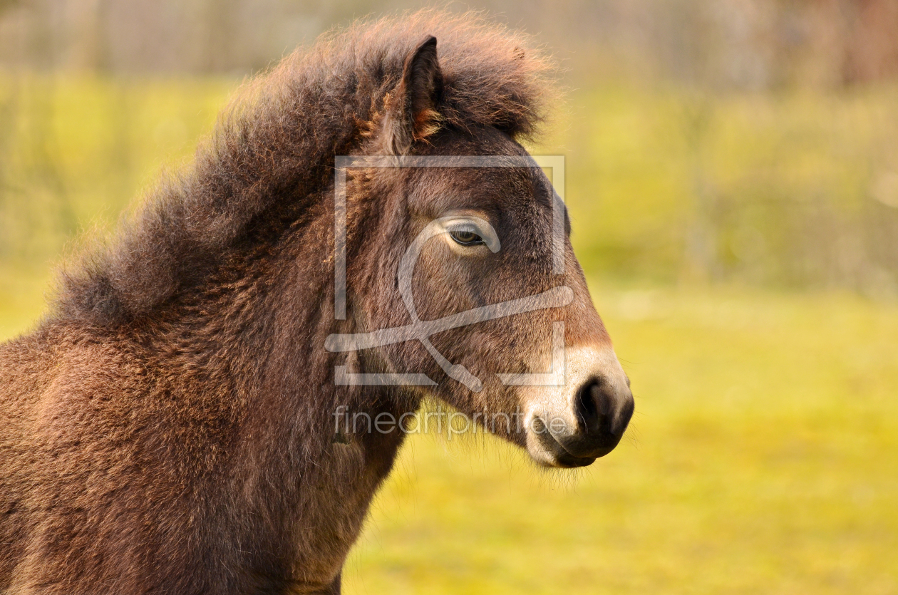Bild-Nr.: 11729944 Mein Pony erstellt von Ostfriese