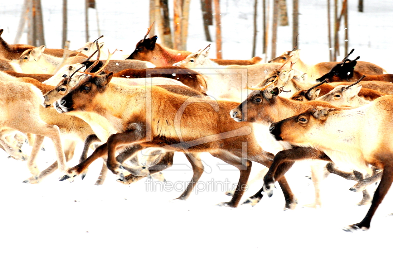 Bild-Nr.: 11730208 Rentierherde im Galopp erstellt von GUGIGEI