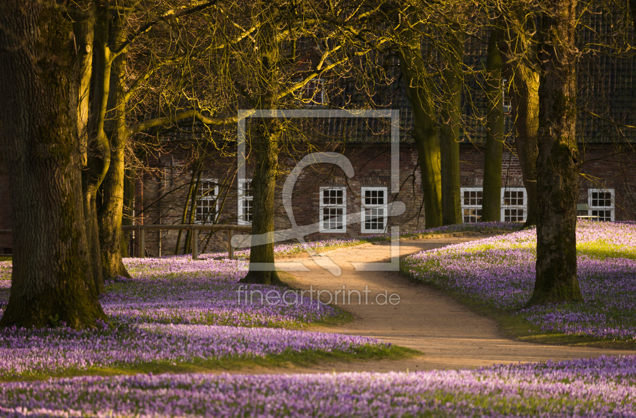 Bild-Nr.: 11731258 Krokusblüte in Husum erstellt von Annette Sturm