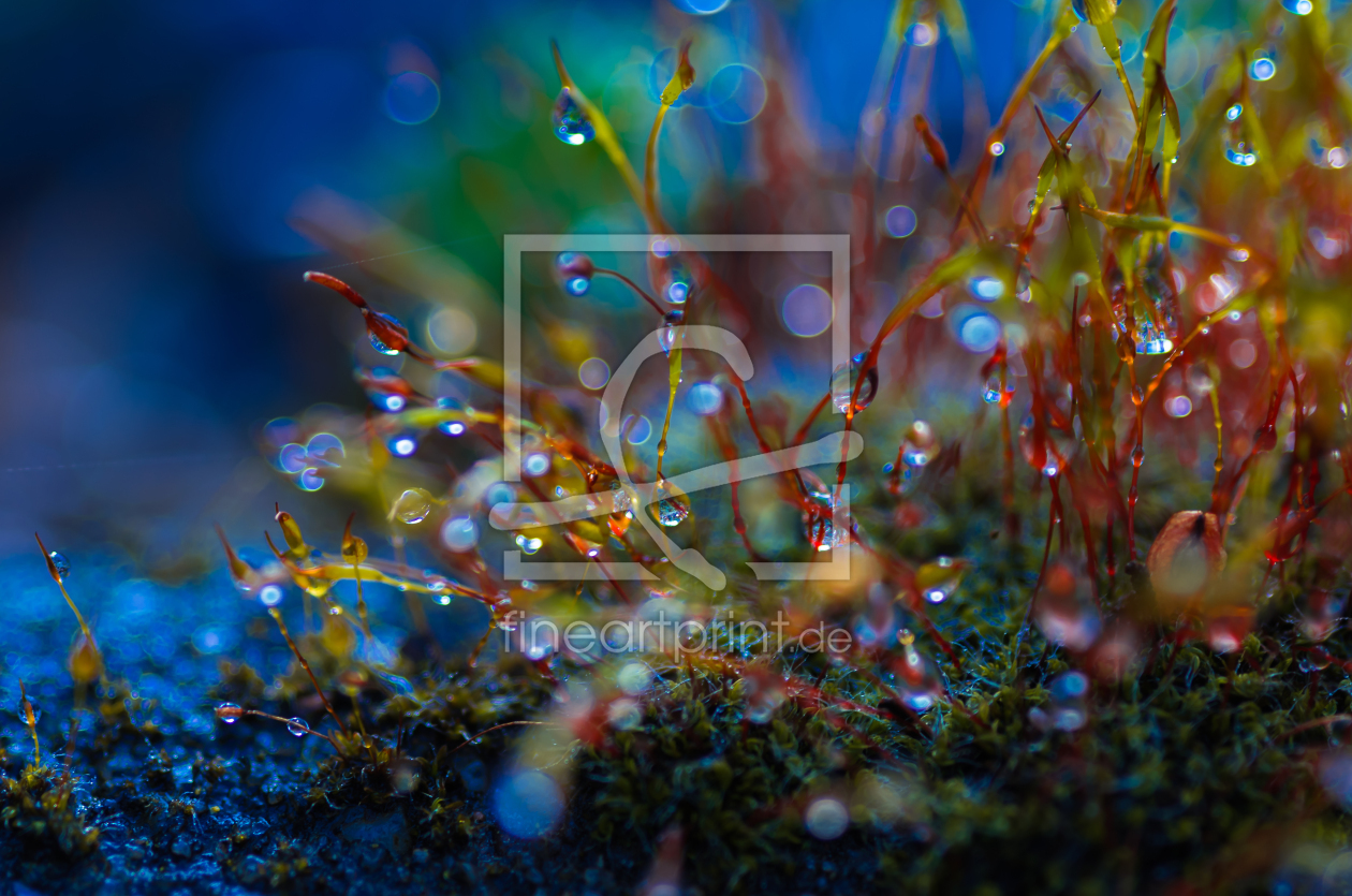 Bild-Nr.: 11731948 Makro-Kosmos mit Moos einfach erstellt von photographies-and-more