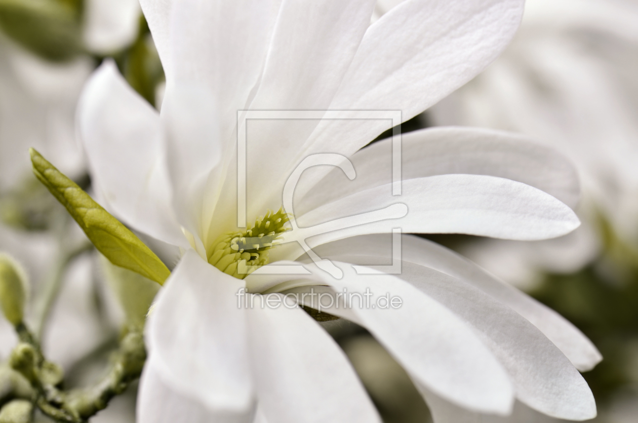 Bild-Nr.: 11732422 Sternmagnolie  erstellt von Atteloi