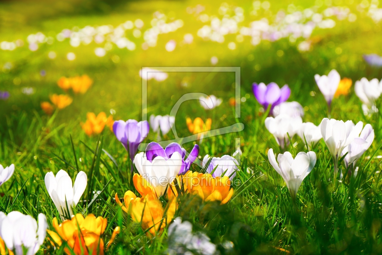 Bild-Nr.: 11733052 Farbenprächtige Crocuswiese erstellt von MyFineArt68