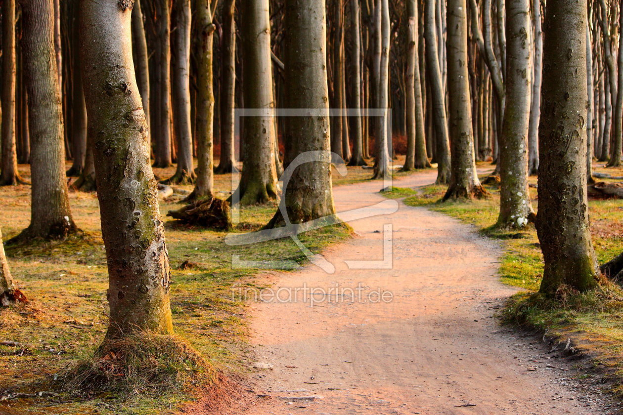 Bild-Nr.: 11733514 Gespensterwald im Abendlicht erstellt von Heike  Hultsch