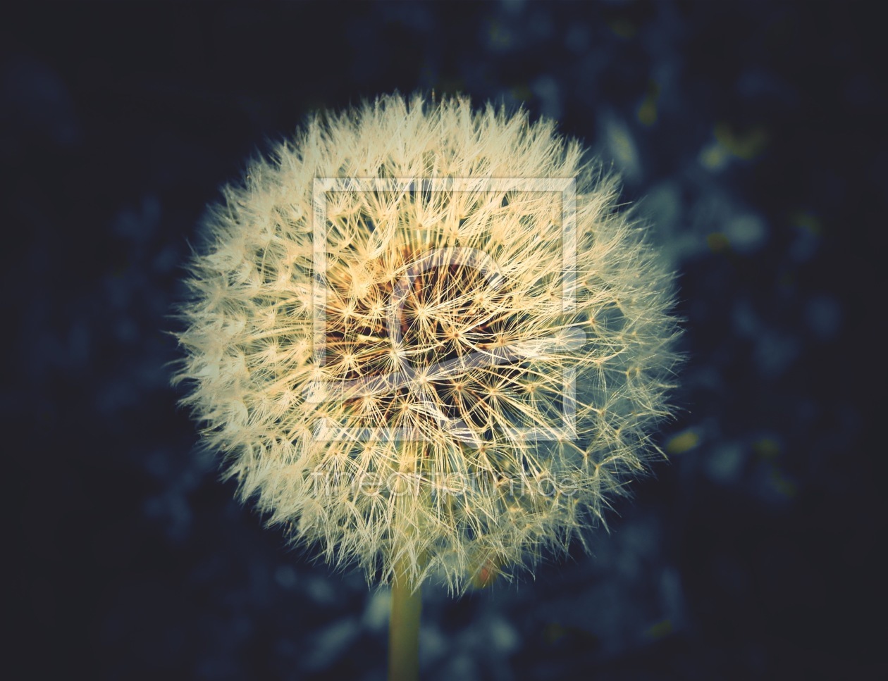 Bild-Nr.: 11733850 Pusteblume  erstellt von sandra kramer