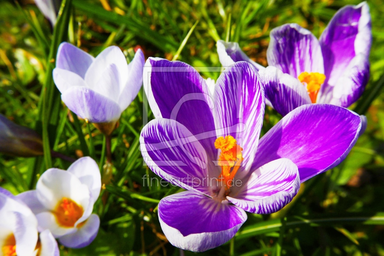 Bild-Nr.: 11733874 Frühlingserwachen erstellt von MyFineArt68