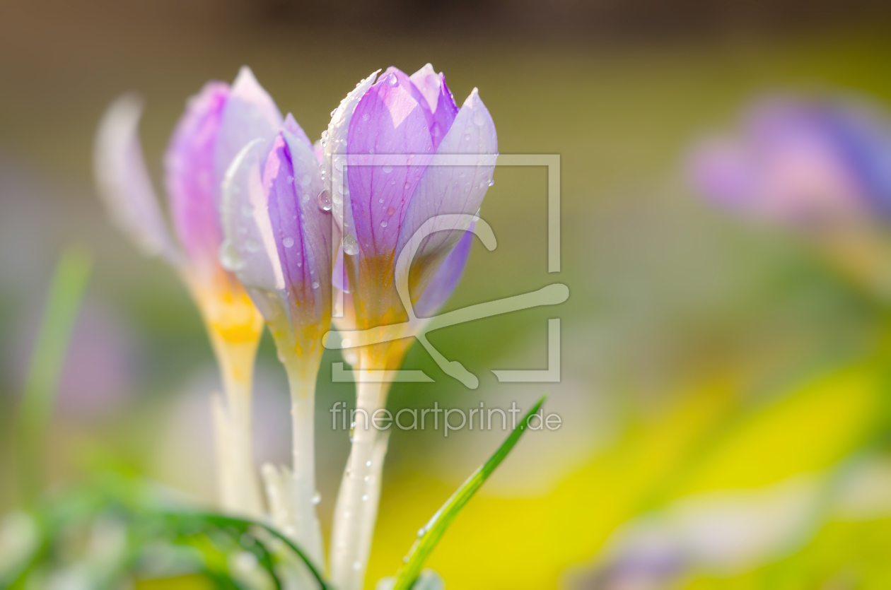 Bild-Nr.: 11734008 Krokus erstellt von steffen-hdf