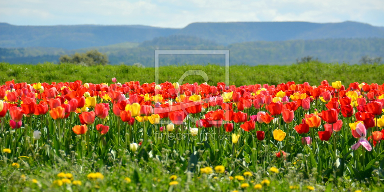 Bild-Nr.: 11737922 Tulpenbeet erstellt von GUGIGEI