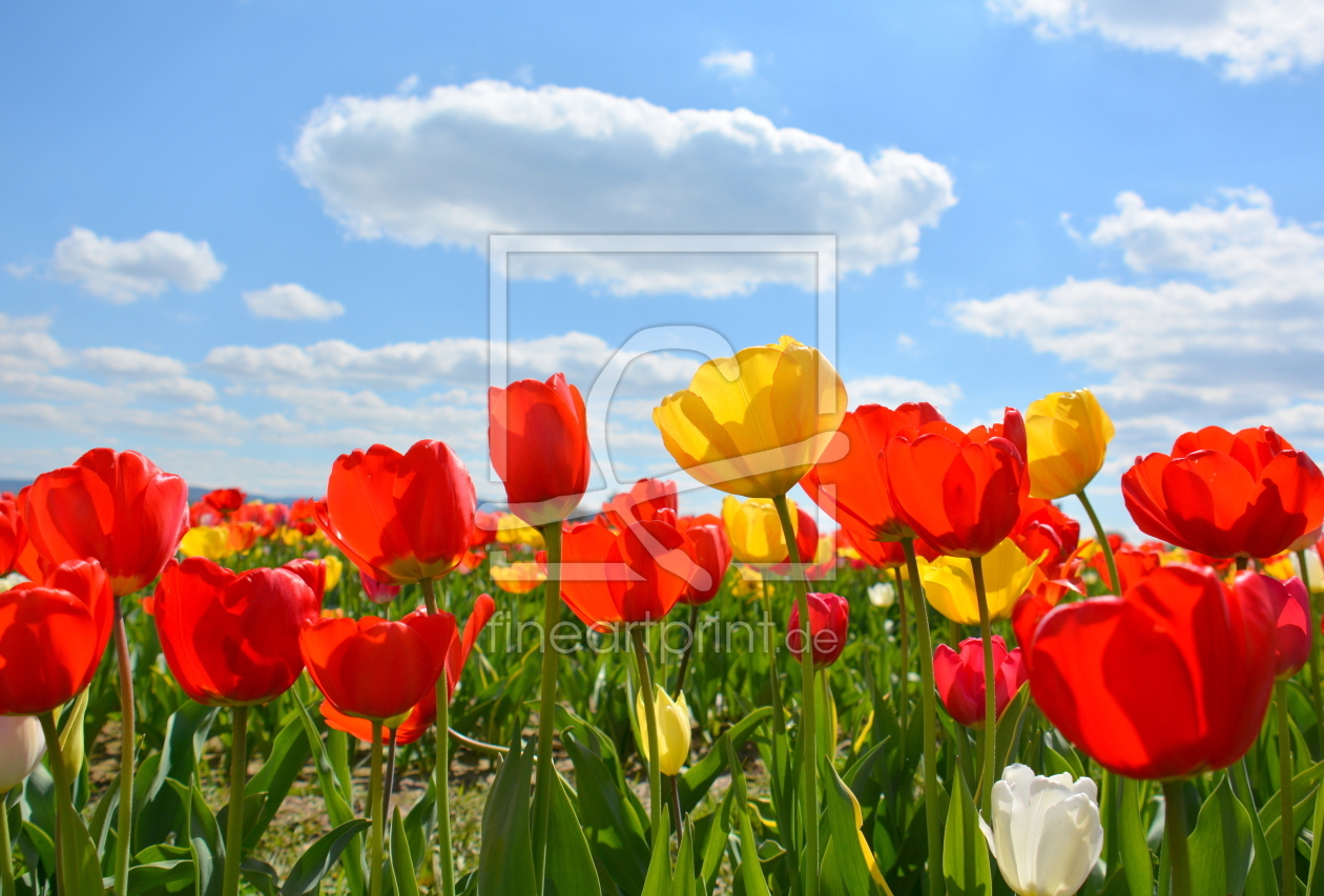 Bild-Nr.: 11737936 Tulpenhimmel erstellt von GUGIGEI