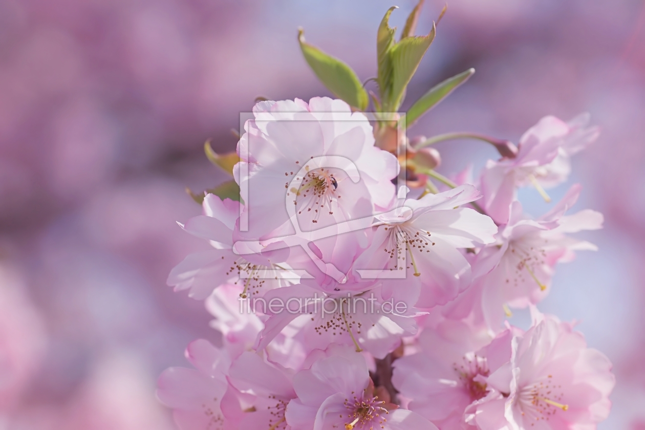 Bild-Nr.: 11738166 Cherry blossoms erstellt von youhaveadream