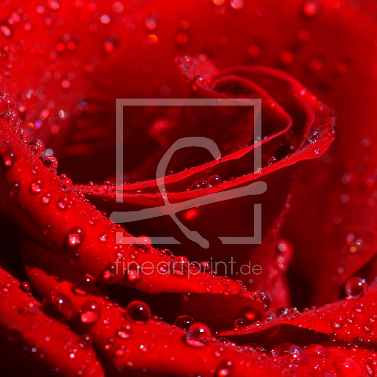Bild-Nr.: 11738224 Rose mit Tropfen Bild-Nr.: 11738224 Rose mit Tropfen erstellt von Atteloi