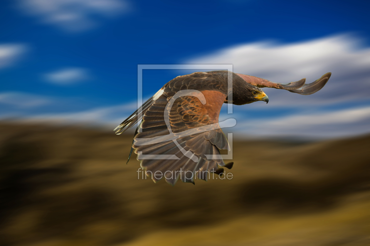 Bild-Nr.: 11738522 Greifvogel im flug erstellt von KundenNr-294480