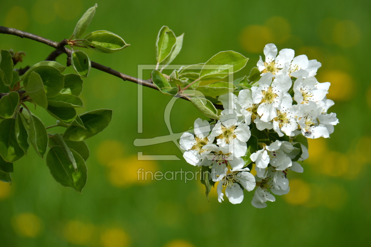 Bild-Nr.: 11740434 Birnenblüten erstellt von GUGIGEI