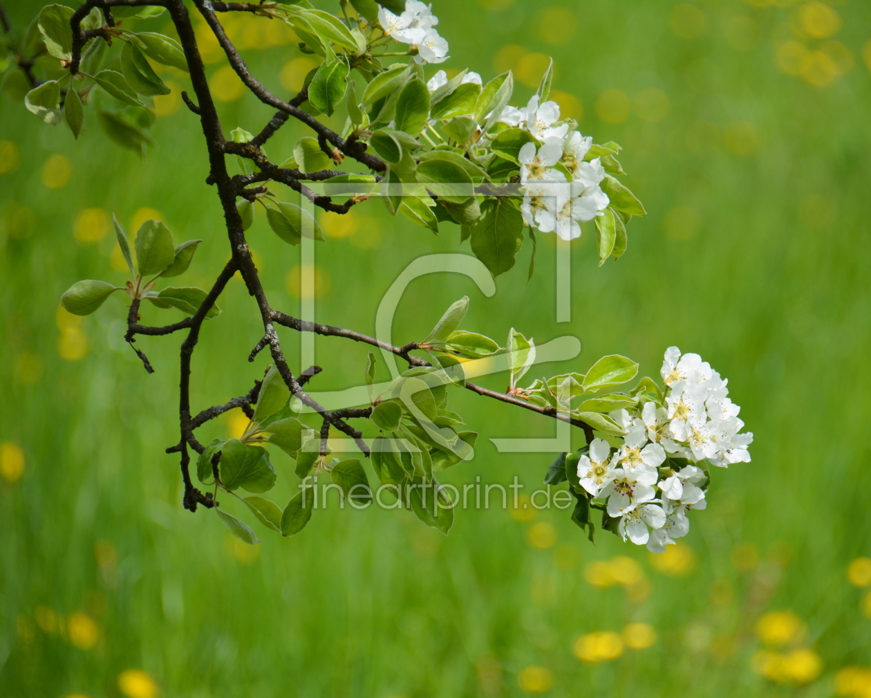 Bild-Nr.: 11740440 Birnenblüten erstellt von GUGIGEI