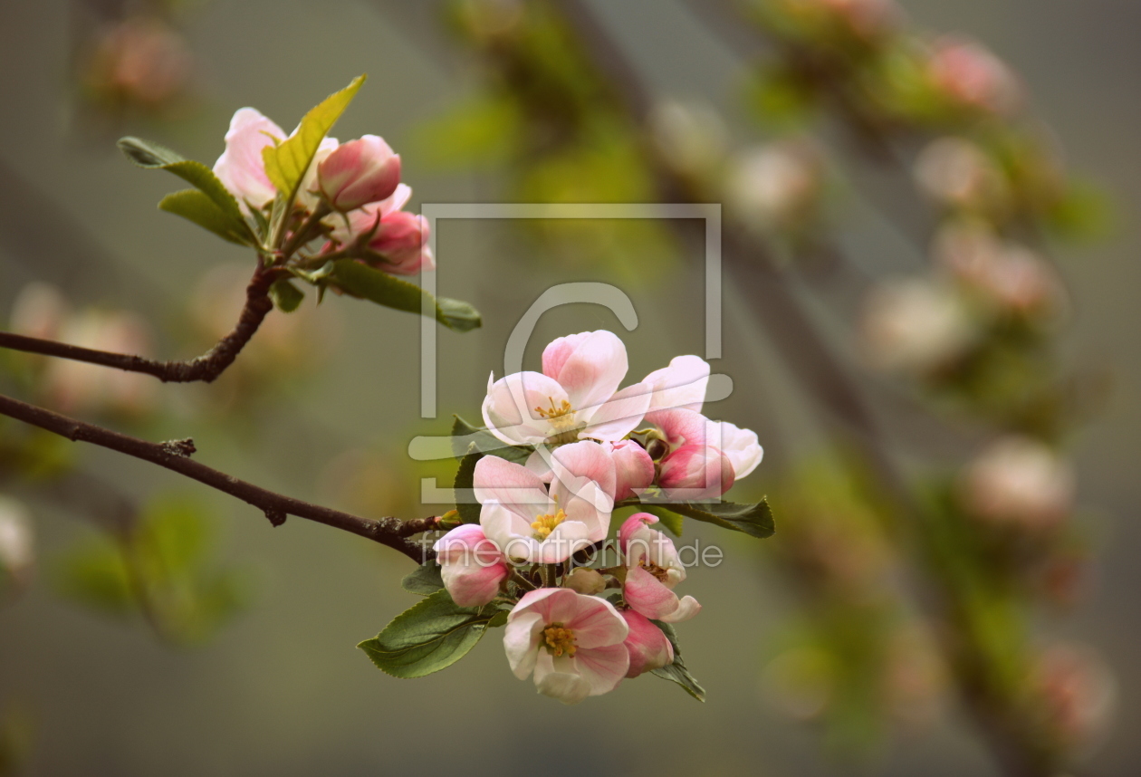 Bild-Nr.: 11740446 Apfelblüten erstellt von GUGIGEI