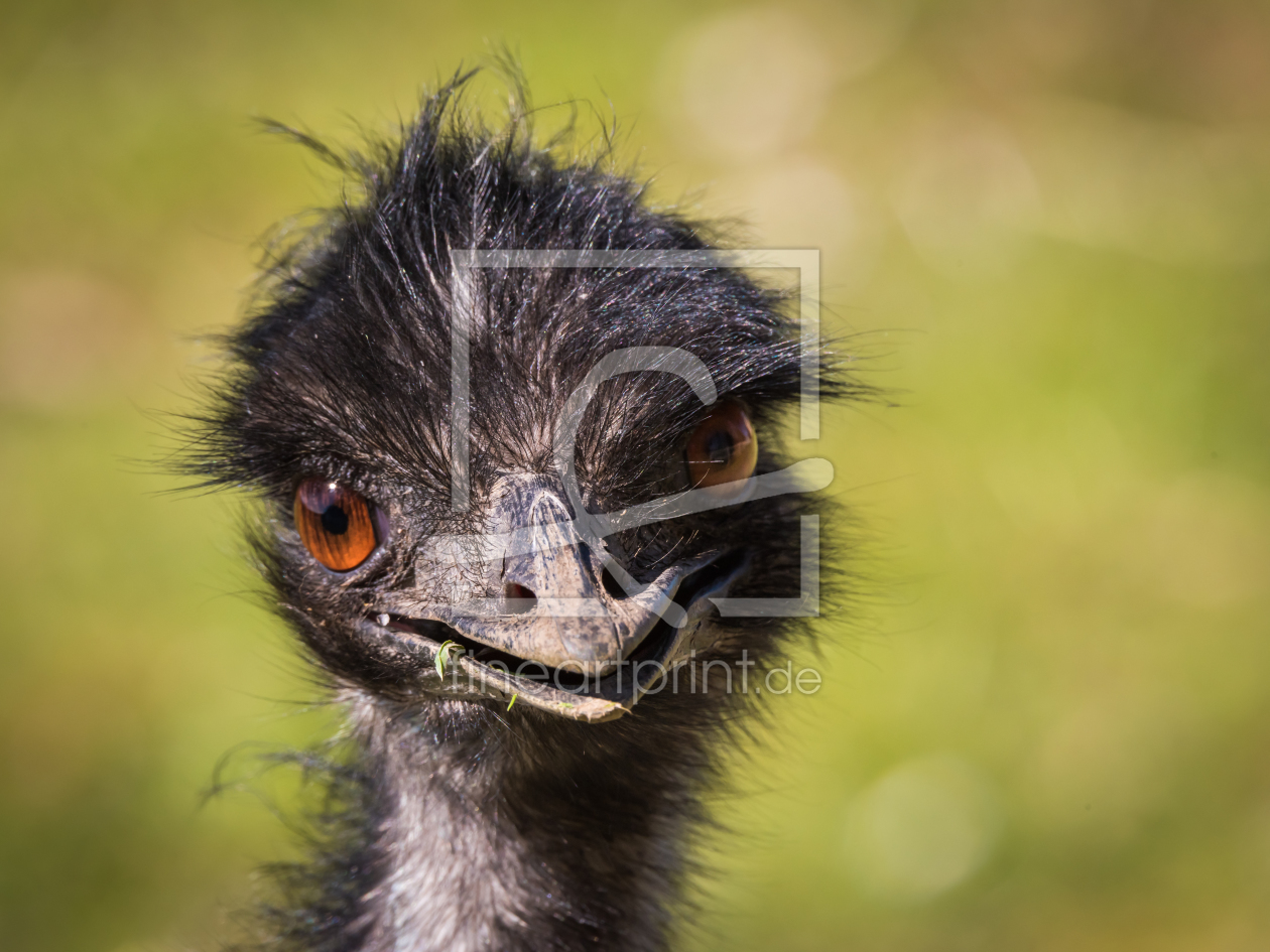 Bild-Nr.: 11740888 Emu  Dromaius novaehollandiae erstellt von Richard-Young