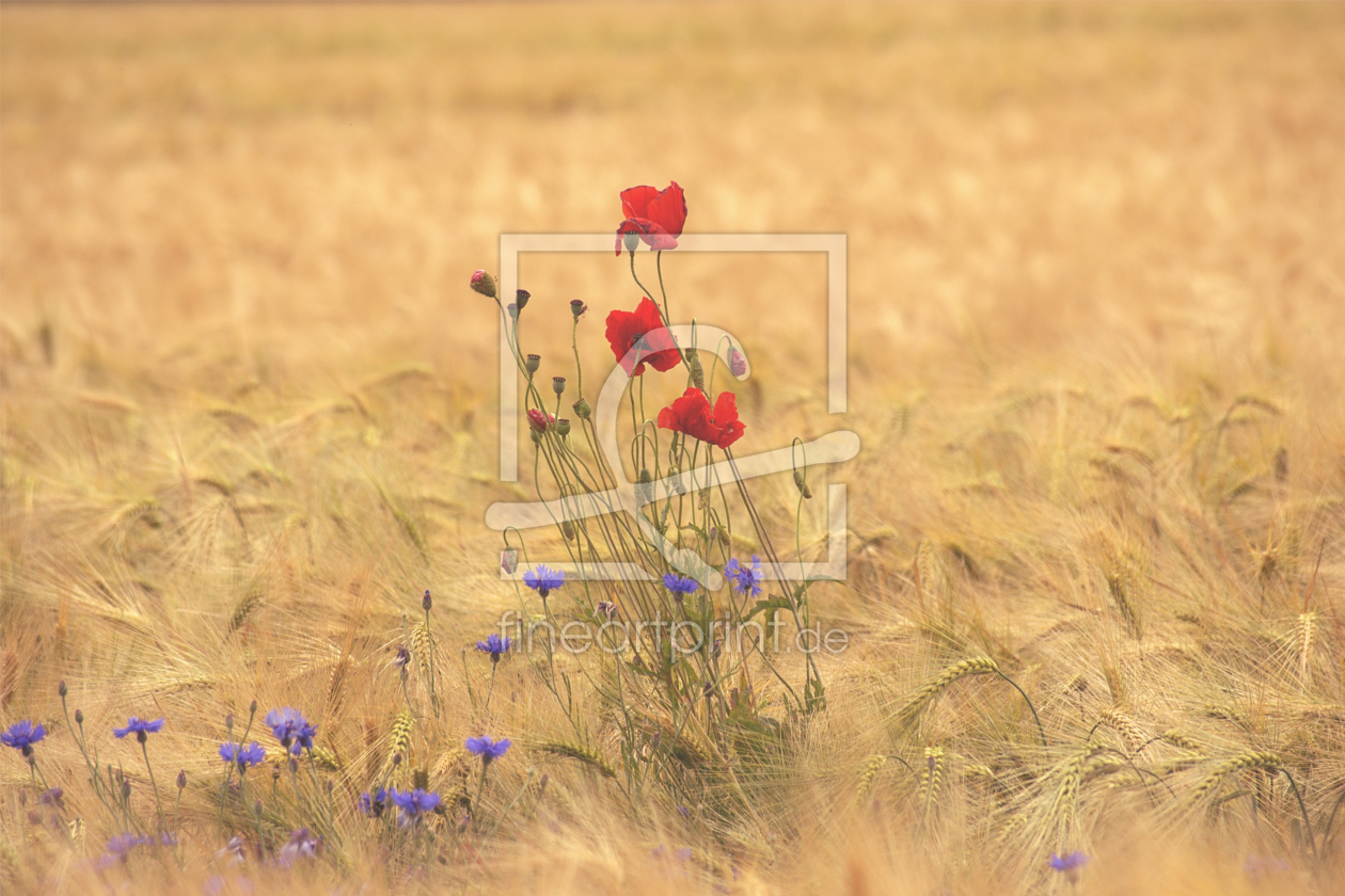 Bild-Nr.: 11740972 Mohnblume im Getreidefeld erstellt von Jörg  Boeck