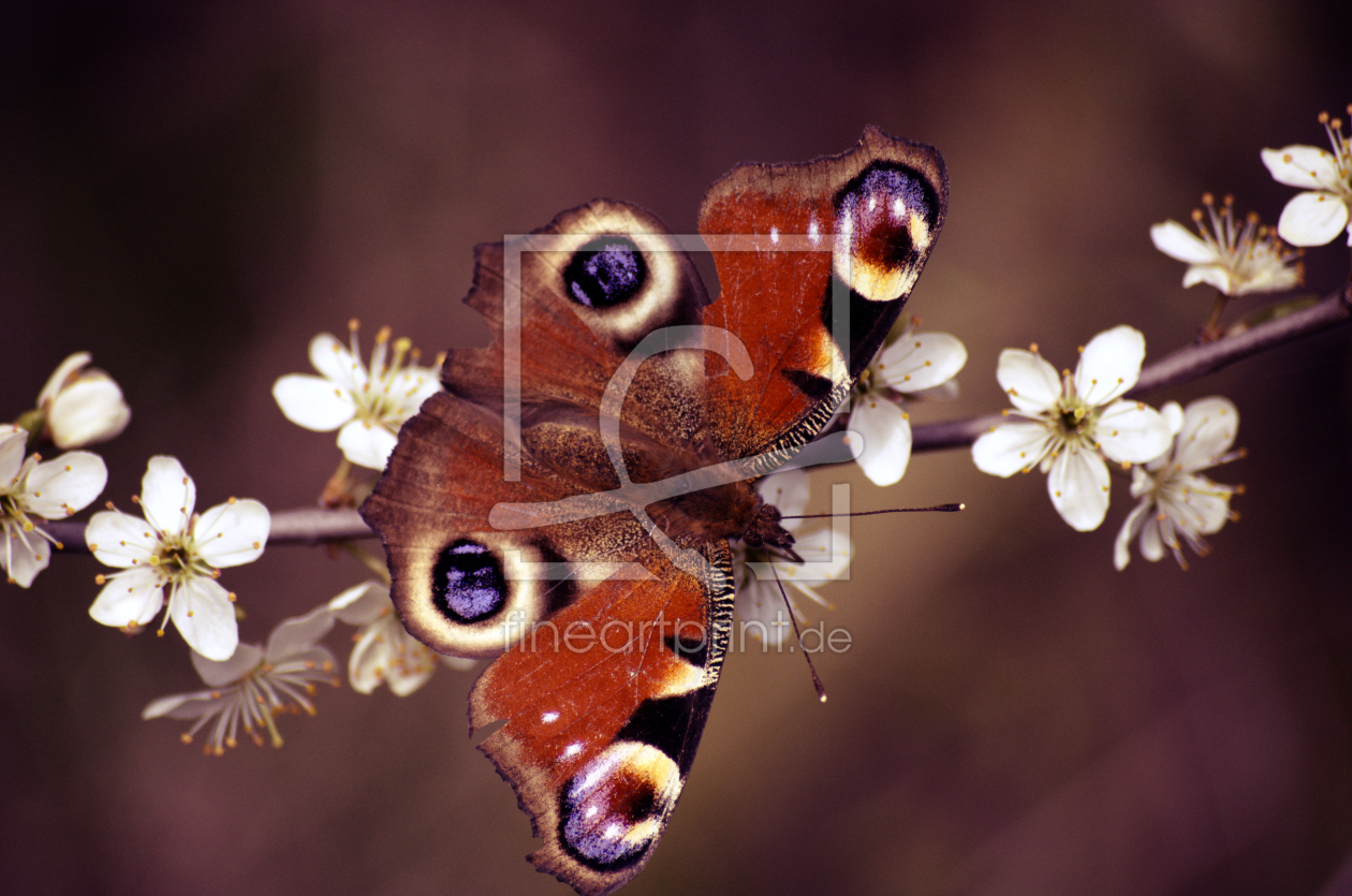 Bild-Nr.: 11741054 Schmetterling erstellt von Jörg  Boeck