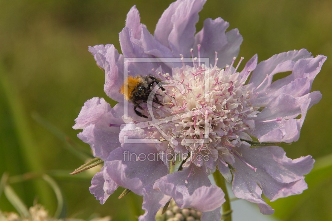 Bild-Nr.: 11741204 Hummel im Nektarbad erstellt von Parzifal