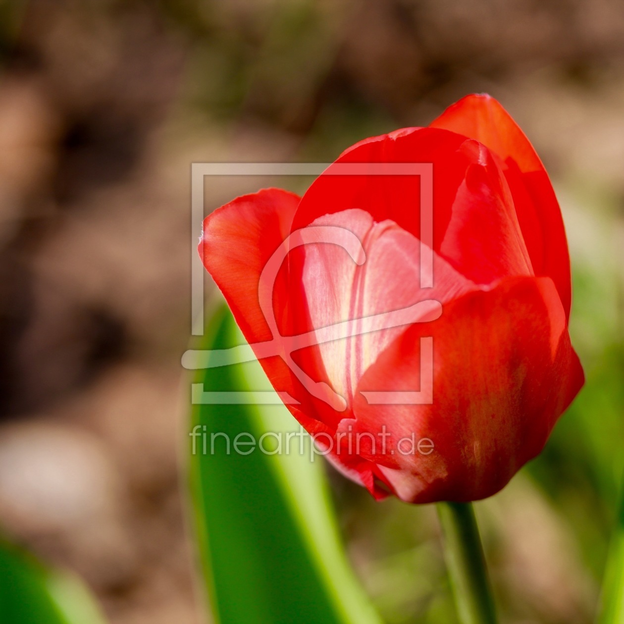 Bild-Nr.: 11741280 Tulpe  erstellt von margoscha08