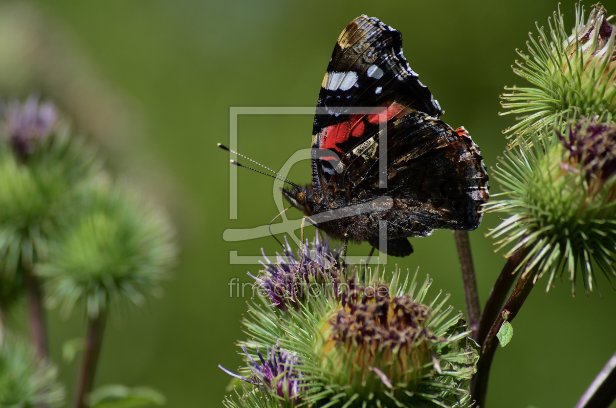 Bild-Nr.: 11742610 Schmetterling auf einer Distel erstellt von Jörg  Boeck