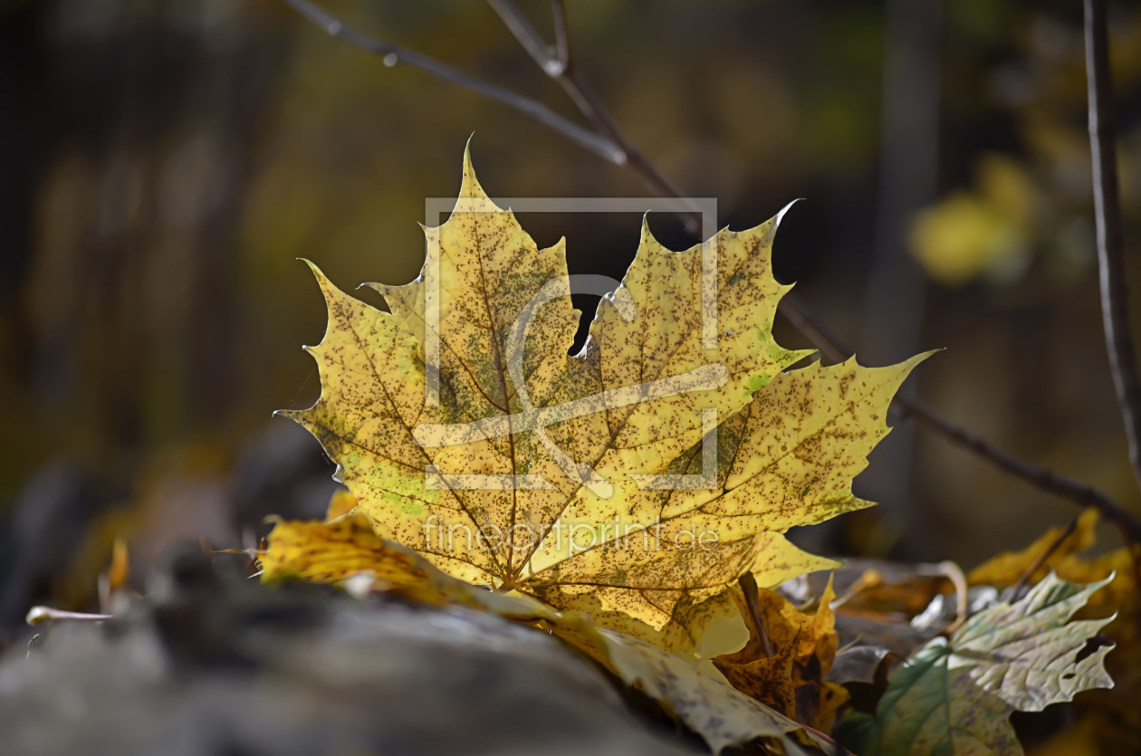 Bild-Nr.: 11743130 Herbst erstellt von zwergl0611