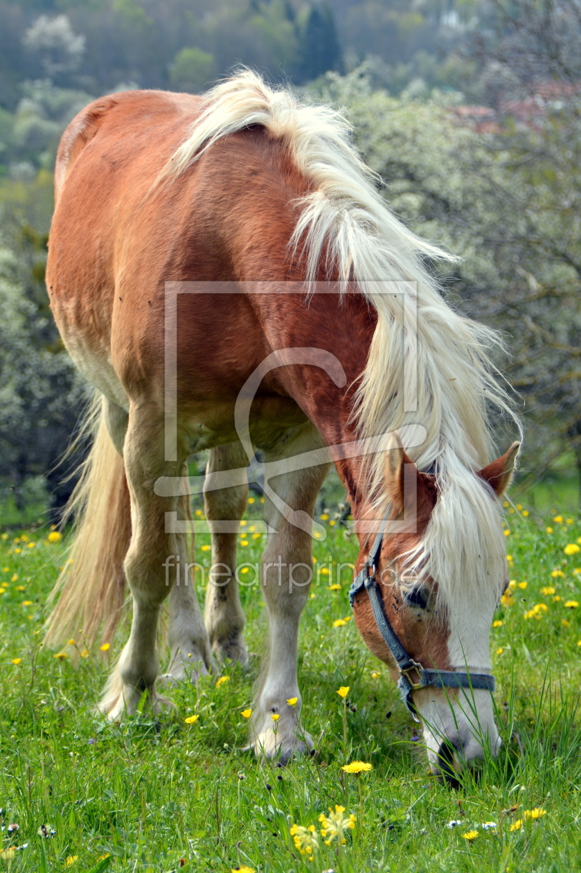 Bild-Nr.: 11743280 Frühling auf der Koppel erstellt von GUGIGEI