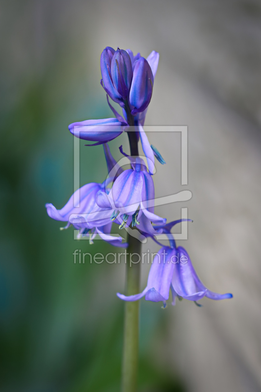 Bild-Nr.: 11743772 Hyacinthoides erstellt von falconer59