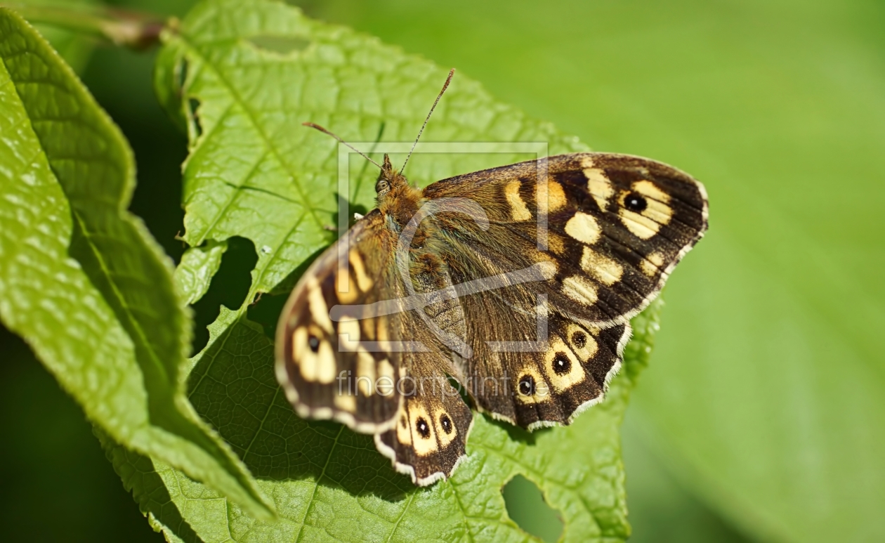 Bild-Nr.: 11743800 Butterfly erstellt von youhaveadream