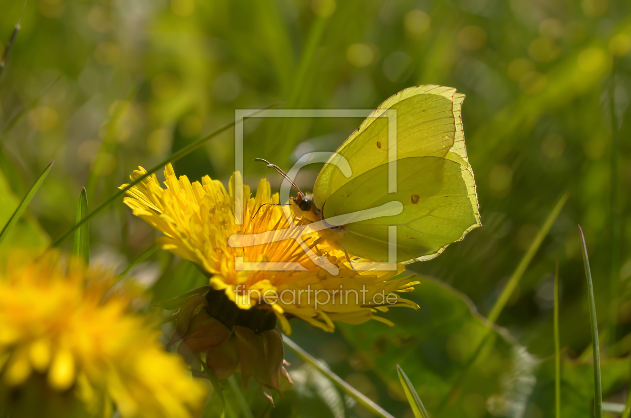 Bild-Nr.: 11744988 Sonnenbad erstellt von zwergl0611