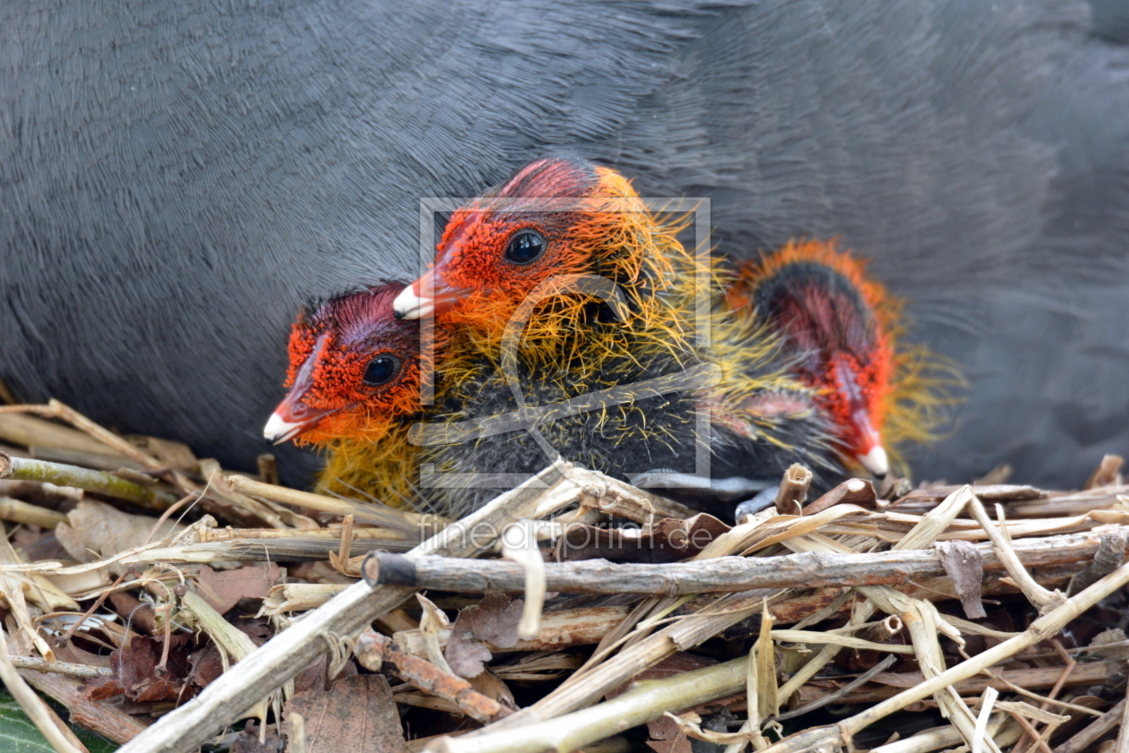 Bild-Nr.: 11745398 Nachwuchs bei den Blässhühnern erstellt von GUGIGEI