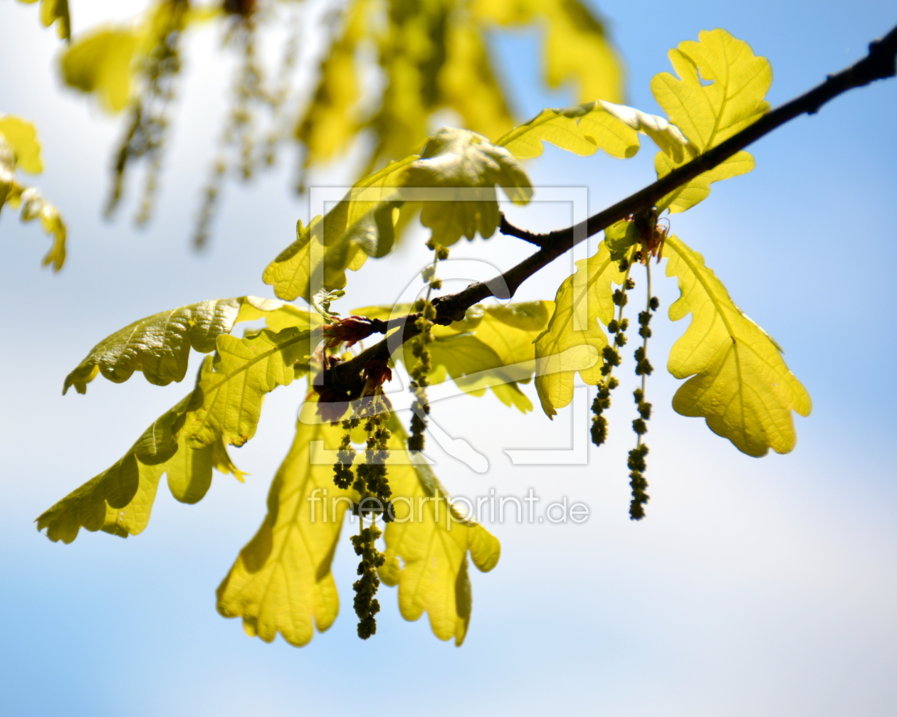 Bild-Nr.: 11745406 Eichenlaub im Frühling erstellt von GUGIGEI